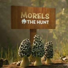 Morels: The Hunt